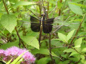 Garden Guest